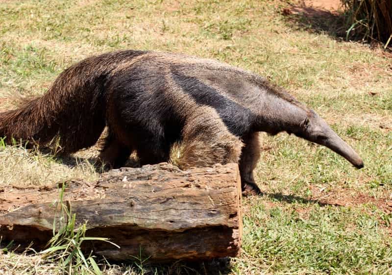 anteater facts for kids