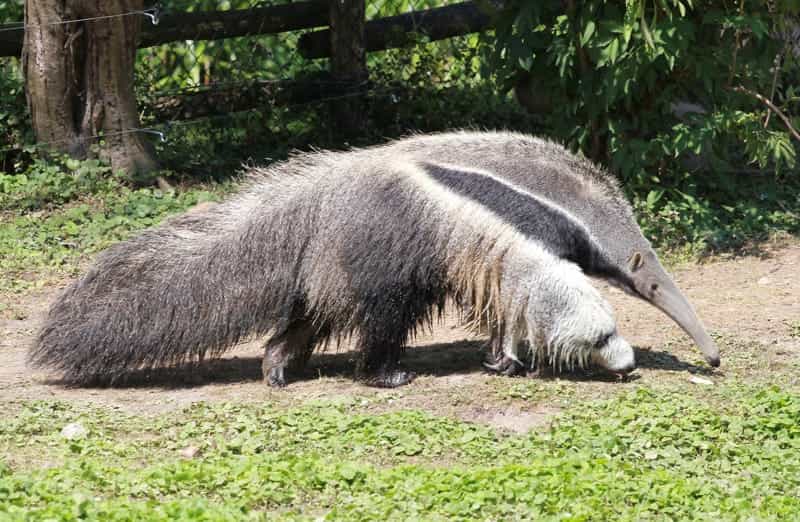 anteater facts