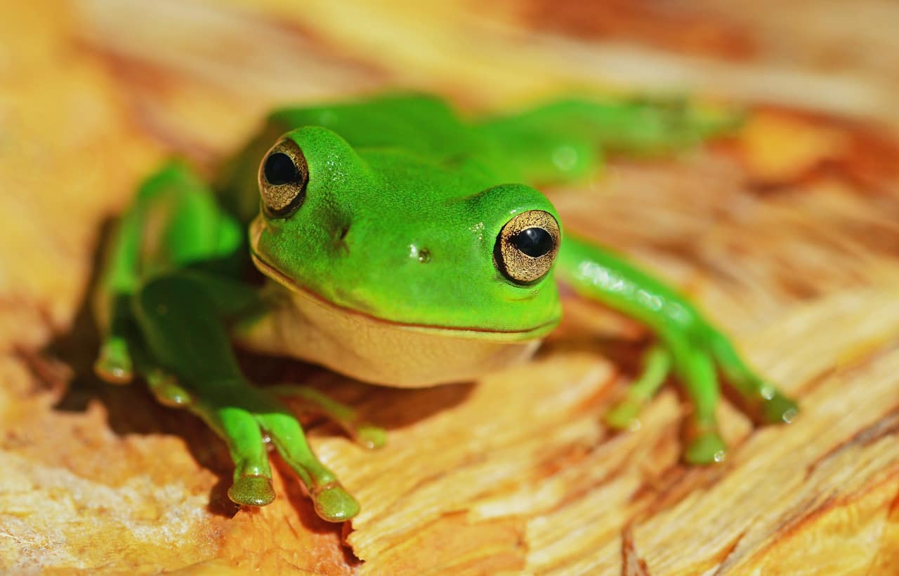 Frog facts-featured image