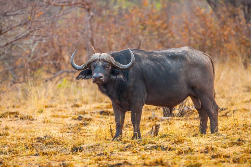 Facts about buffalo