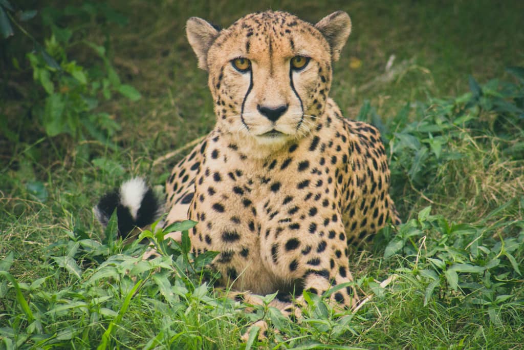 Facts about cheetah