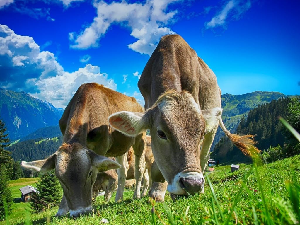 Facts about cows for kids
