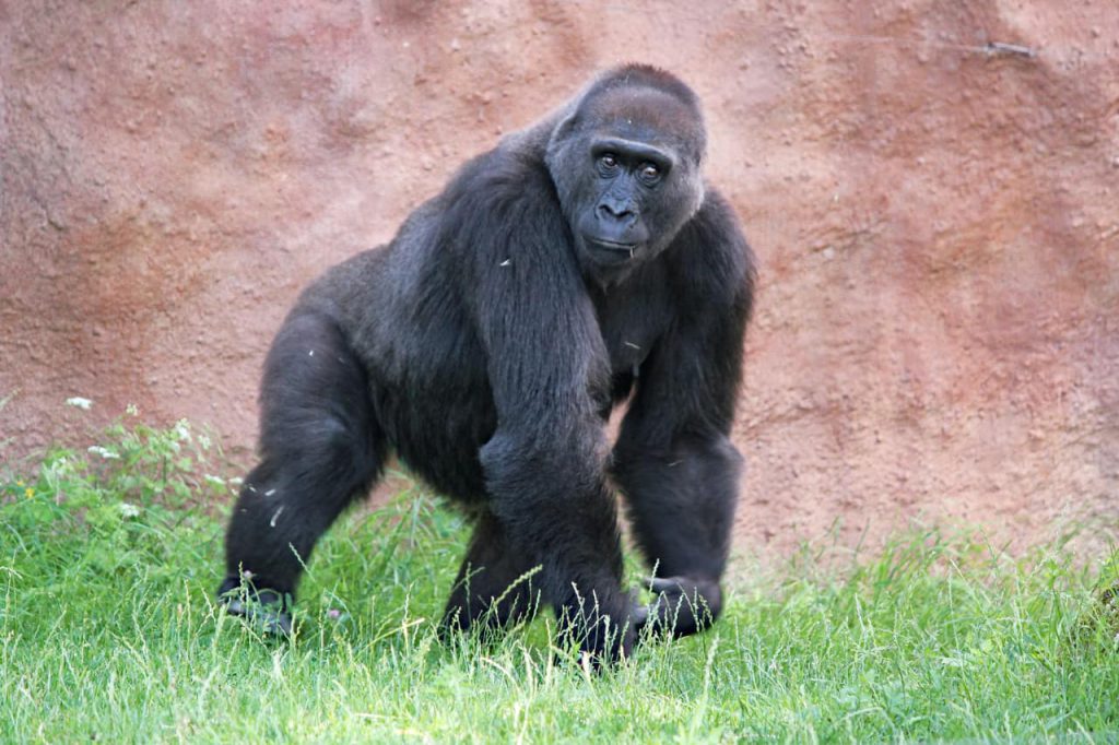 Facts about gorilla