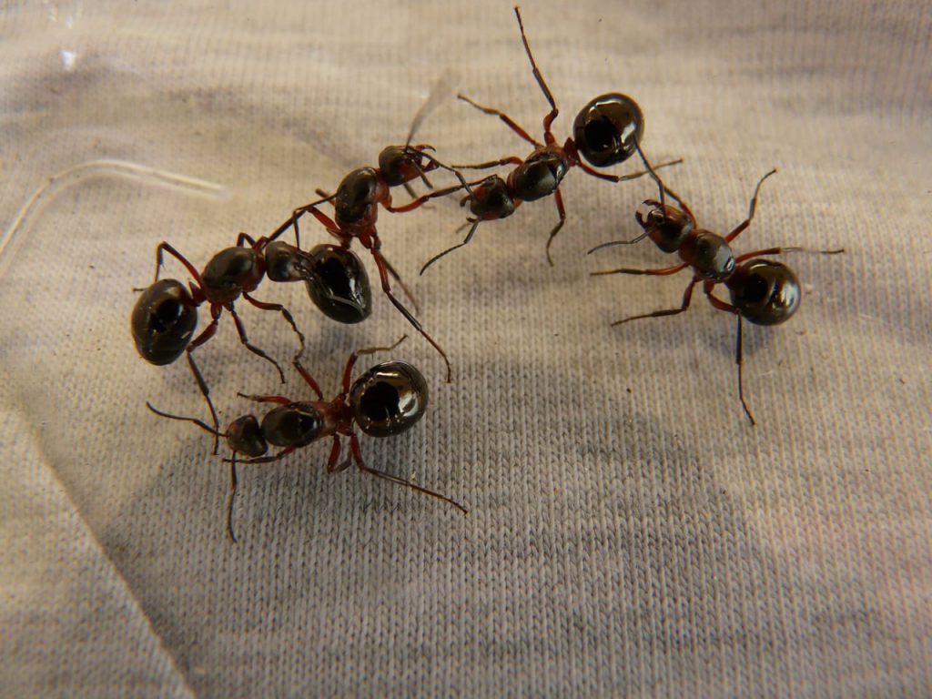 ant facts- Fight of ants