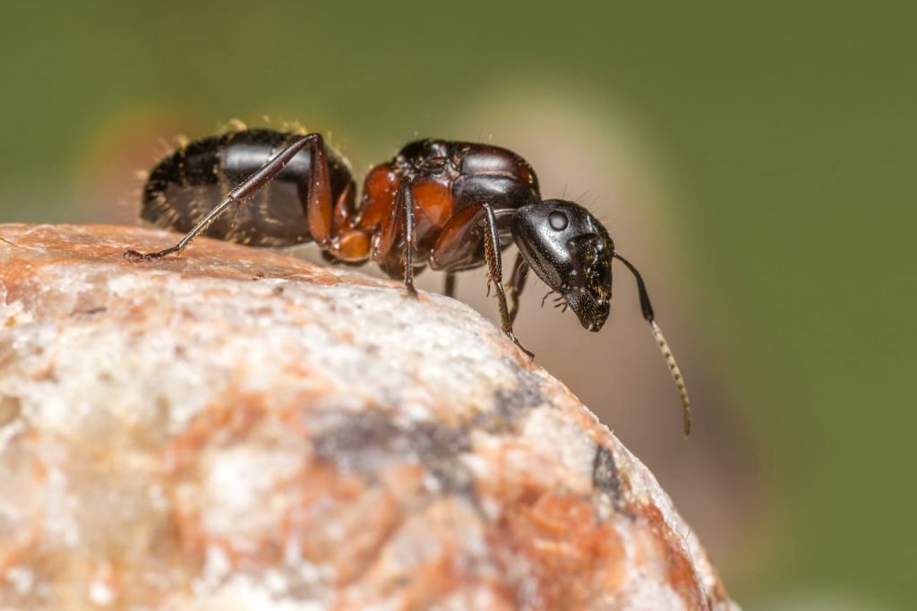 facts about ants-close up