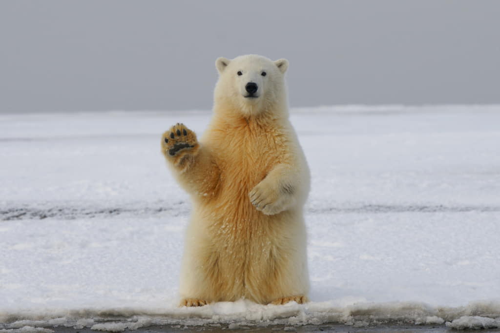 Facts about bears-Polar bear