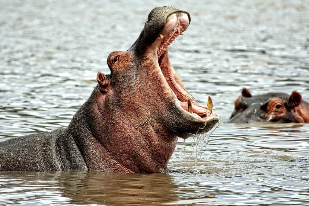 facts about hippopotamus