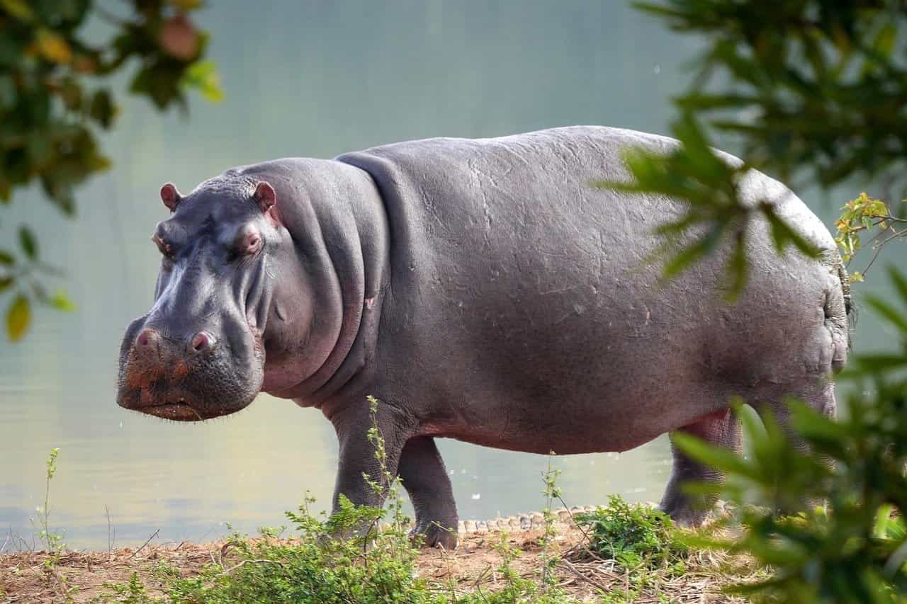 Facts about hippopotamus