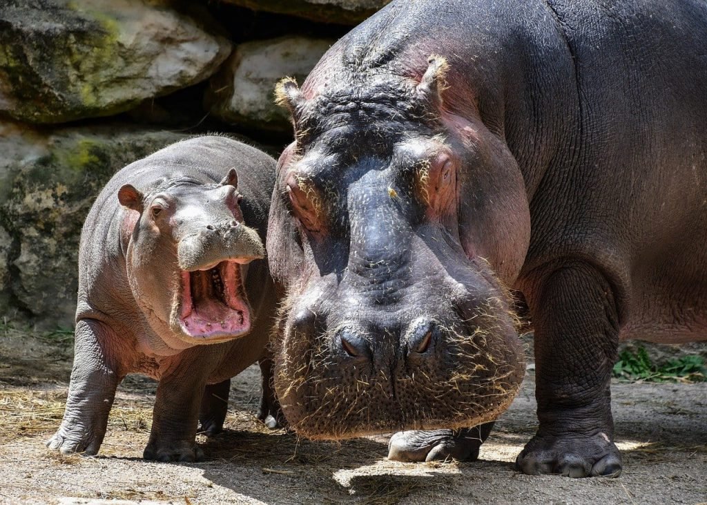 facts about hippos