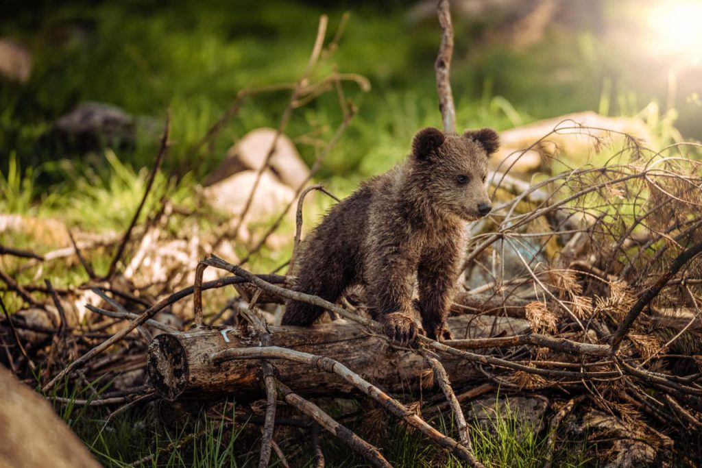 Bear Facts- Bear cub