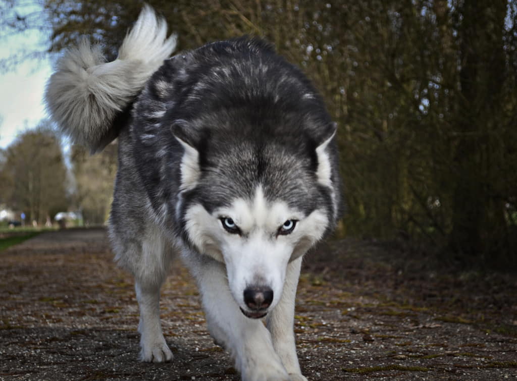 Dogs as wolfs descendants-Dog facts