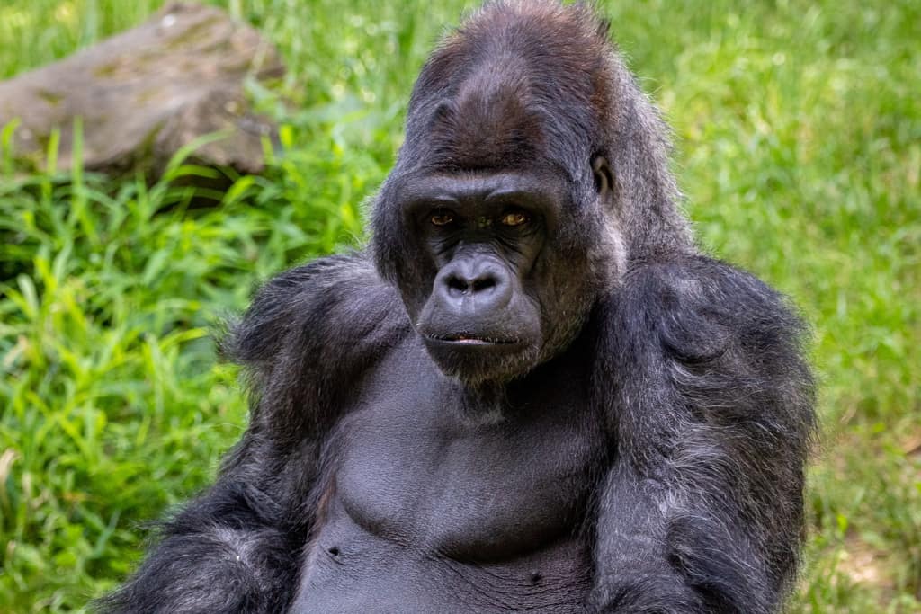 Facts about gorillas