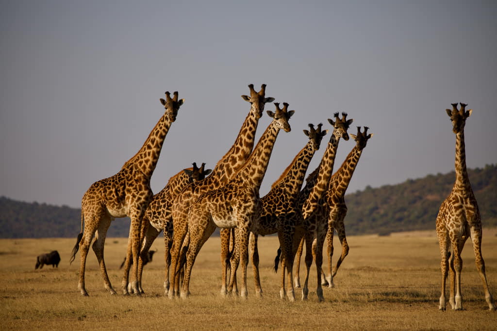 Group of giraffe