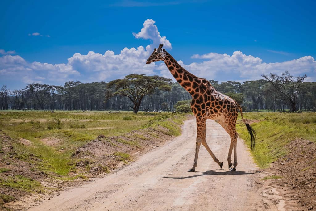 giraffe facts for kids