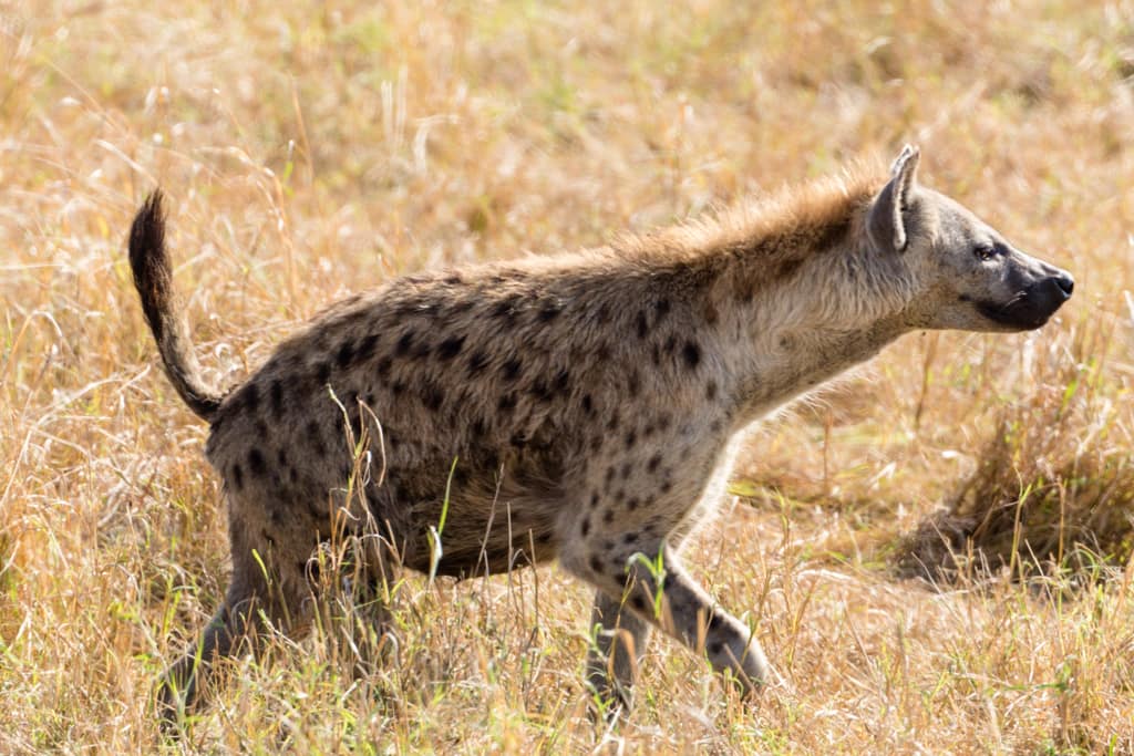 Hyena facts for kids