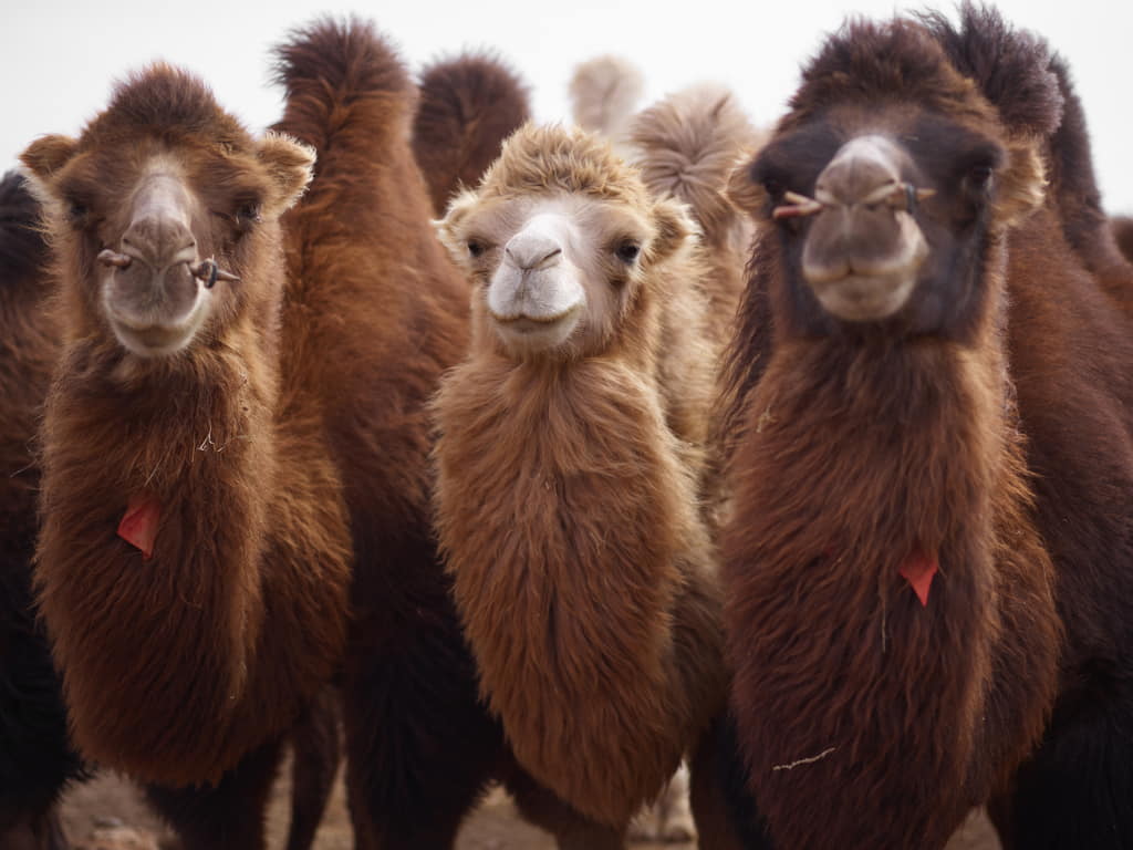 Facts about camels