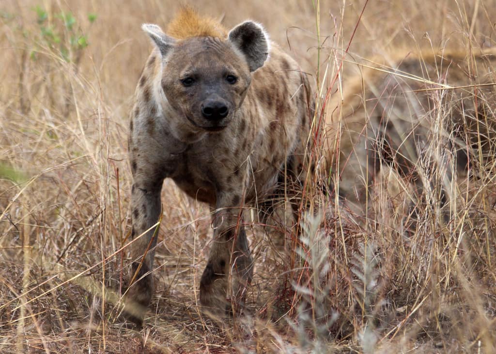 Facts about hyena