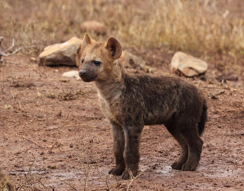 Baby hyena-facts