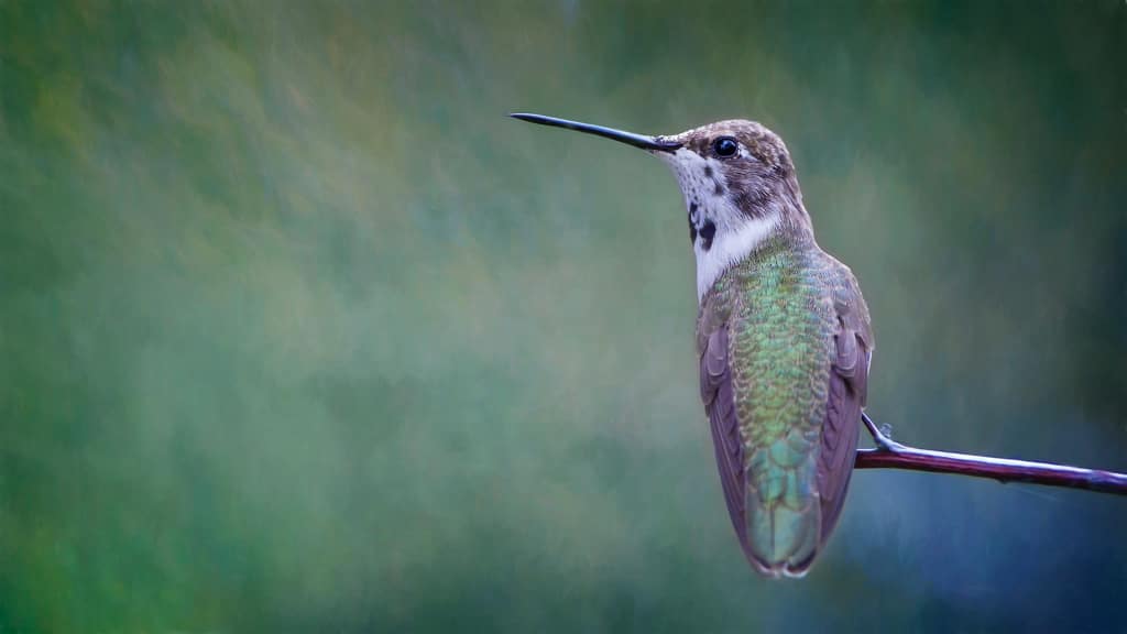 hummingbird facts for kids
