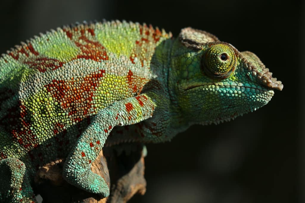 chameleon facts for kids-parallax