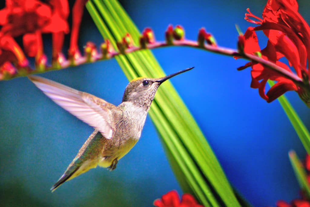 Facts about hummingbirds