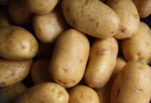 Interesting Potato Facts