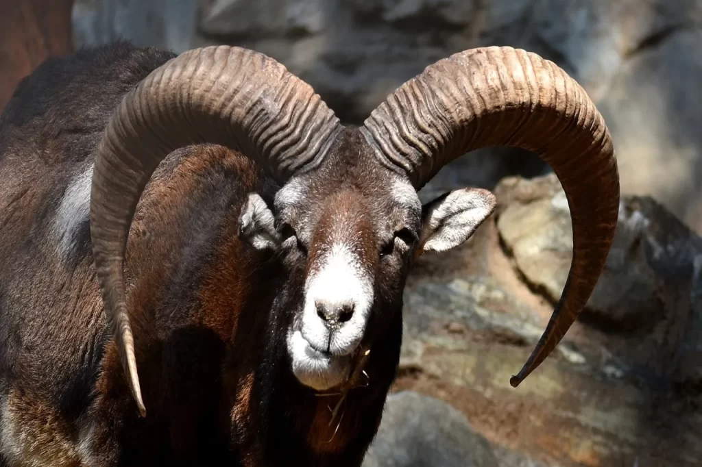 goat with horns