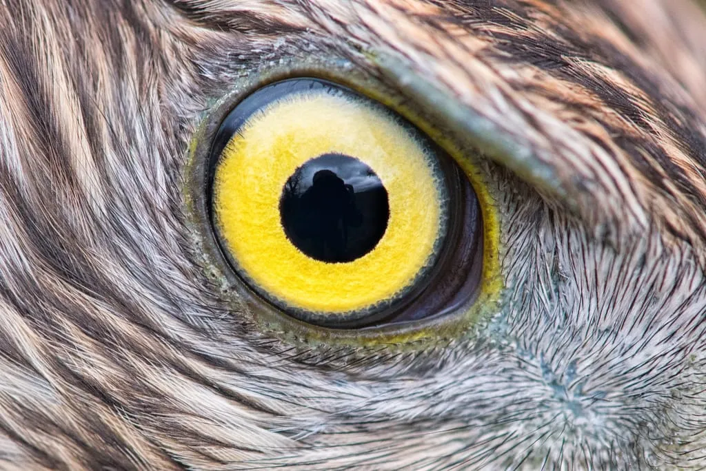 Eye of Eagle